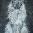 Maine Coon, Drawing graphite, gouache pan pastel and knife on paper 2020 Maud Masselink, framed in vintage black frame, available