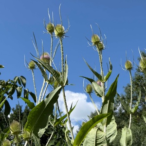 Zomerweek Drimmelen 2025